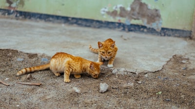 两个棕色猫对土壤

